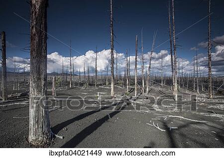 Toter Wald beim Vulkan Tolbachik, Kamschatka, Russland, Europa View Large Photo Image Stock Photo - Toter Wald beim Vulkan Tolbachik, Kamschatka, Russland, Europa. Fotosearch