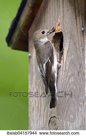 Trauerschnapper (Ficedula hypoleuca), mit Raupe im Schnabel am Nistkasten, Deutschland, Europa View Large Photo Image Picture - Trauerschnapper (Ficedula hypoleuca), mit Raupe im Schnabel am Nistkasten, Deutschland, Europa. Fotosearch