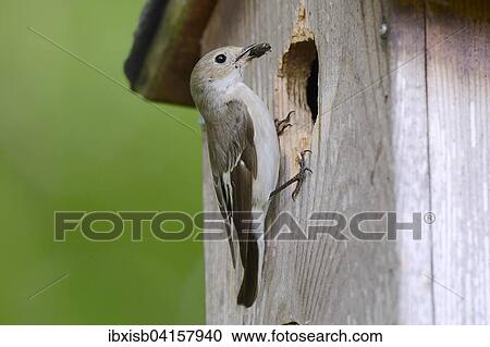 Trauerschnapper (Ficedula hypoleuca), mit Kafer im Schnabel am Nistkasten, Deutschland, Europa View Large Photo Image Stock Image - Trauerschnapper (Ficedula hypoleuca), mit Kafer im Schnabel am Nistkasten, Deutschland, Europa. Fotosearch