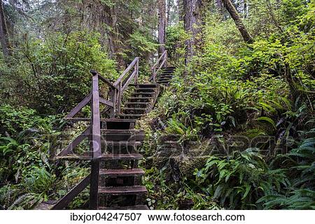 Stock Photo - Treppe am Rainforest Trail, Pacific Rim Nationalpark, Vancouver Island, Britisch Columbia, Kanada, Nordamerika. Fotosearch