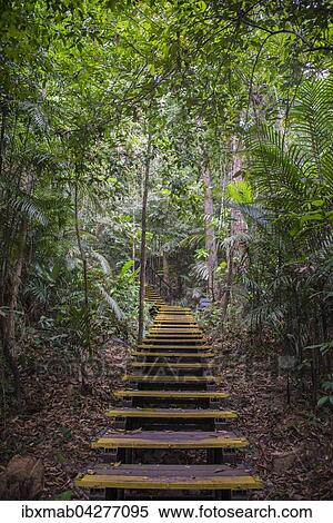 Treppe im Dschungel, Kuala Tahan, Nationalpark Taman Negara, Malaysia, Asien View Large Photo Image Stock Photography - Treppe im Dschungel, Kuala Tahan, Nationalpark Taman Negara, Malaysia, Asien. Fotosearch