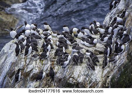 Stock Photograph - Trottellummen (Uria aalge), Sumburgh Head Nature Reserve, Mainland, Shetland-Inseln, Schottland, Grossbritannien, Europa. Fotosearch