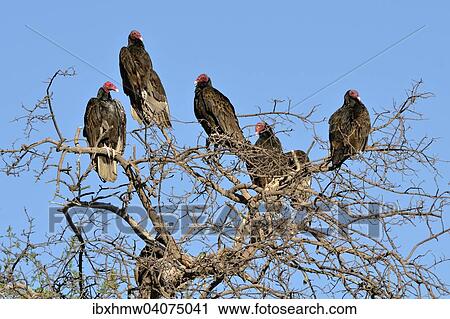 Stock Image - Truthahngeier (Cathartes aura), Baja California Sur, Mexiko, Nordamerika. Fotosearch