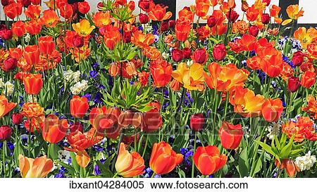 Tulpen (Tulipa sp. ), Stiefmutterchen (Viola sp. ) und Osterglocken (Narcissus sp. ) in einem Beet, Deutschland, Europa View Large Photo Image Stock Photography - Tulpen (Tulipa sp. ), Stiefmutterchen (Viola sp. ) und Osterglocken (Narcissus sp. ) in einem Beet, Deutschland, Europa. Fotosearch