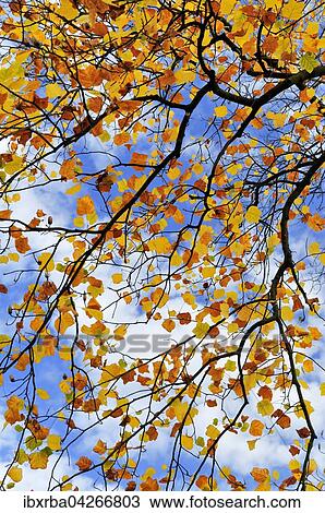 Tulpenbaum (Liriodendron tulipifera), Herbstlaub vor blauem Himmel, Nordrhein-Westfalen, Deutschland, Europa View Large Photo Image Stock Image - Tulpenbaum (Liriodendron tulipifera), Herbstlaub vor blauem Himmel, Nordrhein-Westfalen, Deutschland, Europa. Fotosearch
