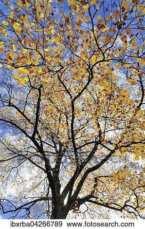 Tulpenbaum (Liriodendron tulipifera), Herbstlaub vor blauem Himmel, Nordrhein-Westfalen, Deutschland, Europa View Large Photo Image Stock Photo - Tulpenbaum (Liriodendron tulipifera), Herbstlaub vor blauem Himmel, Nordrhein-Westfalen, Deutschland, Europa. Fotosearch