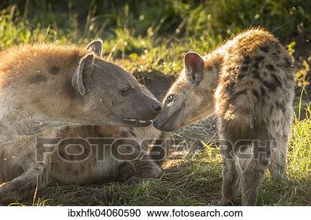 Stock Image - Tupfelhyane (Crocuta crocuta) mit Jungtier, Ishasha, Queen-Elizabeth-Nationalpark, Uganda, Afrika. Fotosearch