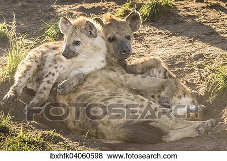 Stock Photo - Tupfelhyane (Crocuta crocuta) mit Jungtier, Ishasha, Queen-Elizabeth-Nationalpark, Uganda, Afrika. Fotosearch