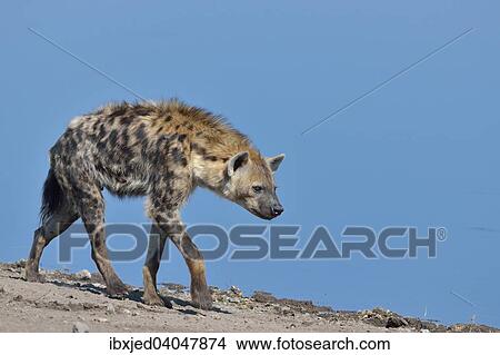 Tupfelhyane (Crocuta Crocuta), Etosha-Nationalpark, Namibia, Afrika View Large Photo Image Picture - Tupfelhyane (Crocuta Crocuta), Etosha-Nationalpark, Namibia, Afrika. Fotosearch