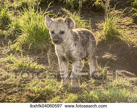 Stock Photo - Tupfelhyane (Crocuta crocuta), Jungtier, Ishasha, Queen-Elizabeth-Nationalpark, Uganda, Afrika. Fotosearch