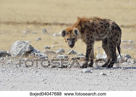 Tupfelhyane (Crocuta Crocuta), Etosha-Nationalpark, Namibia, Afrika View Large Photo Image Stock Photo - Tupfelhyane (Crocuta Crocuta), Etosha-Nationalpark, Namibia, Afrika. Fotosearch
