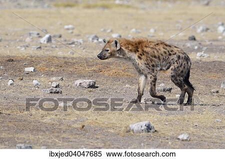Tupfelhyane (Crocuta crocuta), unterwegs auf trockenem Boden, Etosha-Nationalpark, Namibia, Afrika View Large Photo Image Stock Photography - Tupfelhyane (Crocuta crocuta), unterwegs auf trockenem Boden, Etosha-Nationalpark, Namibia, Afrika. Fotosearch
