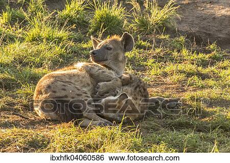 Stock Photograph - Tupfelhyanen (Crocuta crocuta), Ishasha, Queen-Elizabeth-Nationalpark, Uganda, Afrika. Fotosearch