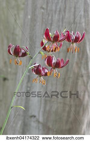 Turkenbundlilie (Lilium martagon), Emsland, Niedersachsen, Deutschland, Europa View Large Photo Image Stock Image - Turkenbundlilie (Lilium martagon), Emsland, Niedersachsen, Deutschland, Europa. Fotosearch