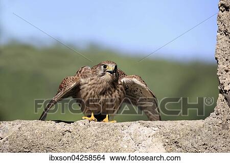 Turmfalke, (Falco tinnunculus), adult auf Mauer, rufend, spreizt Flugel, Kasselburg, Eifel, Deutschland, Europa View Large Photo Image Picture - Turmfalke, (Falco tinnunculus), adult auf Mauer, rufend, spreizt Flugel, Kasselburg, Eifel, Deutschland, Europa. Fotosearch