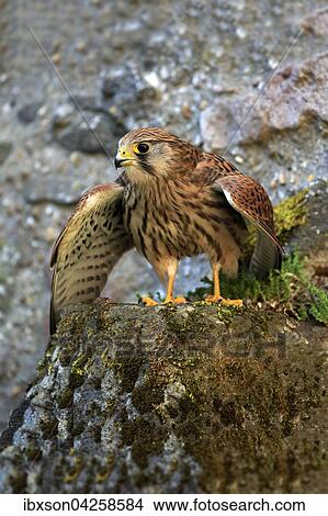 Turmfalke, (Falco tinnunculus), adult auf Felsen, spreizt Flugel, Kasselburg, Eifel, Deutschland, Europa View Large Photo Image Picture - Turmfalke, (Falco tinnunculus), adult auf Felsen, spreizt Flugel, Kasselburg, Eifel, Deutschland, Europa. Fotosearch