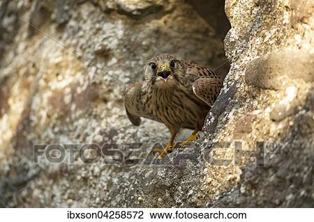 Turmfalke, (Falco tinnunculus), adult auf Felsen, an Bruthohle, rufend, Kasselburg, Eifel, Deutschland, Europa View Large Photo Image Stock Image - Turmfalke, (Falco tinnunculus), adult auf Felsen, an Bruthohle, rufend, Kasselburg, Eifel, Deutschland, Europa. Fotosearch