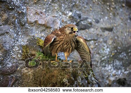 Turmfalke, (Falco tinnunculus), adult auf Felsen, spreizt Flugel, rufend, Kasselburg, Eifel, Deutschland, Europa View Large Photo Image Stock Image - Turmfalke, (Falco tinnunculus), adult auf Felsen, spreizt Flugel, rufend, Kasselburg, Eifel, Deutschland, Europa. Fotosearch
