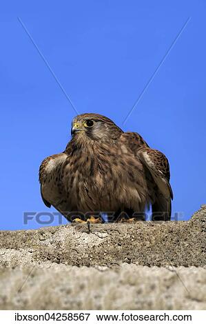 Stock Photo - Turmfalke, (Falco tinnunculus), adult auf Mauer, Kasselburg, Eifel, Deutschland, Europa. Fotosearch