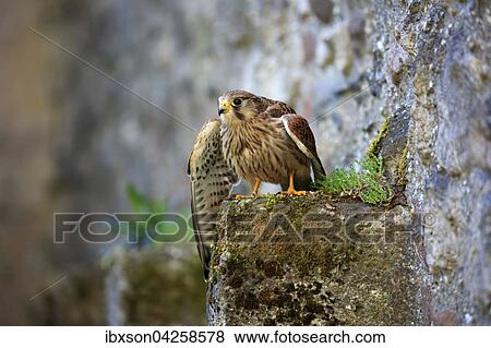 Turmfalke, (Falco tinnunculus), adult auf Felsen, spreizt Flugel, Kasselburg, Eifel, Deutschland, Europa View Large Photo Image Stock Photo - Turmfalke, (Falco tinnunculus), adult auf Felsen, spreizt Flugel, Kasselburg, Eifel, Deutschland, Europa. Fotosearch