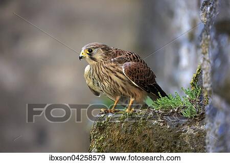 Turmfalke, (Falco tinnunculus), adult auf Felsen, Kasselburg, Eifel, Deutschland, Europa View Large Photo Image Stock Photo - Turmfalke, (Falco tinnunculus), adult auf Felsen, Kasselburg, Eifel, Deutschland, Europa. Fotosearch