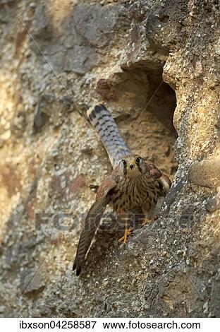 Turmfalke, (Falco tinnunculus), adult am Felsen vor Bruthohle, Kasselburg, Eifel, Deutschland, Europa View Large Photo Image Stock Photo - Turmfalke, (Falco tinnunculus), adult am Felsen vor Bruthohle, Kasselburg, Eifel, Deutschland, Europa. Fotosearch