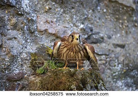 Stock Photography - Turmfalke, (Falco tinnunculus), adult auf Felsen, spreizt Flugel, Kasselburg, Eifel, Deutschland, Europa. Fotosearch