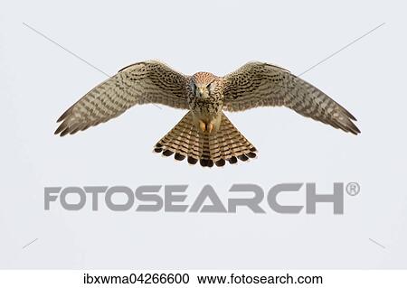 Turmfalke (Falco tinnunculus) beim Ruttelflug, Hessen, Deutschland, Europa View Large Photo Image Stock Image - Turmfalke (Falco tinnunculus) beim Ruttelflug, Hessen, Deutschland, Europa. Fotosearch