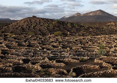 Typischer Weinanbau in Trockenbaumethode, auf vulkanischer Asche, Lava, Abendlicht, Weinanbaugebiet La Geria, Lanzarote, Kanarische Inseln, Spanien, Europa View Large Photo Image Stock Image - Typischer Weinanbau in Trockenbaumethode, auf vulkanischer Asche, Lava, Abendlicht, Weinanbaugebiet La Geria, Lanzarote, Kanarische Inseln, Spanien, Europa. Fotosearch