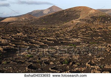 Typischer Weinanbau in Trockenbaumethode, auf vulkanischer Asche, Lava, Abendlicht, Weinanbaugebiet La Geria, Lanzarote, Kanarische Inseln, Spanien, Europa View Large Photo Image Stock Image - Typischer Weinanbau in Trockenbaumethode, auf vulkanischer Asche, Lava, Abendlicht, Weinanbaugebiet La Geria, Lanzarote, Kanarische Inseln, Spanien, Europa. Fotosearch