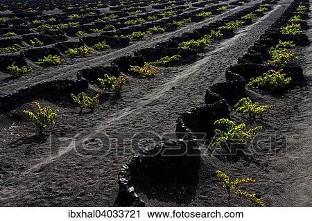 Typischer Weinanbau in Trockenbaumethode, auf vulkanischer Asche, Lava, Weinstocke, Weinanbaugebiet La Geria, Lanzarote, Kanarische Inseln, Spanien, Europa View Large Photo Image Stock Image - Typischer Weinanbau in Trockenbaumethode, auf vulkanischer Asche, Lava, Weinstocke, Weinanbaugebiet La Geria, Lanzarote, Kanarische Inseln, Spanien, Europa. Fotosearch