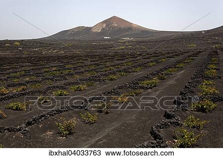 Stock Image - Typischer Weinanbau in Trockenbaumethode, auf vulkanischer Asche, Lava, Weinstocke, Weinanbaugebiet La Geria, hinten der Vulkanberg Guardilama, Lanzarote, Kanarische Inseln, Spanien, Europa. Fotosearch