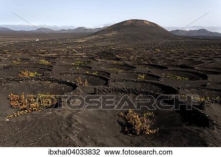 Typischer Weinanbau in Trockenbaumethode, auf vulkanischer Asche, Lava, Weinstocke, Weinanbaugebiet La Geria, Lanzarote, Kanarische Inseln, Spanien, Europa View Large Photo Image Stock Image - Typischer Weinanbau in Trockenbaumethode, auf vulkanischer Asche, Lava, Weinstocke, Weinanbaugebiet La Geria, Lanzarote, Kanarische Inseln, Spanien, Europa. Fotosearch