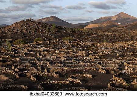 Stock Photo - Typischer Weinanbau in Trockenbaumethode, auf vulkanischer Asche, Lava, Abendlicht, Weinanbaugebiet La Geria, Lanzarote, Kanarische Inseln, Spanien, Europa. Fotosearch