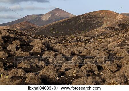 Stock Photo - Typischer Weinanbau in Trockenbaumethode, auf vulkanischer Asche, Lava, Abendlicht, hinter der Vulkanberg Guardilama, Weinanbaugebiet La Geria, Lanzarote, Kanarische Inseln, Spanien, Europa. Fotosearch