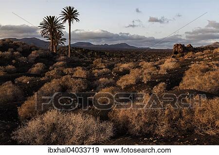 Typischer Weinanbau in Trockenbaumethode, auf vulkanischer Asche, Lava, Abendlicht, Palmen, Weinanbaugebiet La Geria, Lanzarote, Kanarische Inseln, Spanien, Europa View Large Photo Image Stock Photo - Typischer Weinanbau in Trockenbaumethode, auf vulkanischer Asche, Lava, Abendlicht, Palmen, Weinanbaugebiet La Geria, Lanzarote, Kanarische Inseln, Spanien, Europa. Fotosearch
