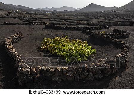 Typischer Weinanbau in Trockenbaumethode, auf vulkanischer Asche, Lava, Weinstock, Weinanbaugebiet La Geria, Lanzarote, Kanarische Inseln, Spanien, Europa View Large Photo Image Stock Photo - Typischer Weinanbau in Trockenbaumethode, auf vulkanischer Asche, Lava, Weinstock, Weinanbaugebiet La Geria, Lanzarote, Kanarische Inseln, Spanien, Europa. Fotosearch