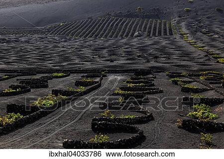 Typischer Weinanbau in Trockenbaumethode, auf vulkanischer Asche, Lava, Weinanbaugebiet La Geria, Weinstocke, Lanzarote, Kanarische Inseln, Spanien, Europa View Large Photo Image Stock Photograph - Typischer Weinanbau in Trockenbaumethode, auf vulkanischer Asche, Lava, Weinanbaugebiet La Geria, Weinstocke, Lanzarote, Kanarische Inseln, Spanien, Europa. Fotosearch