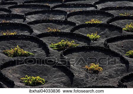Typischer Weinanbau in Trockenbaumethode, auf vulkanischer Asche, Lava, Weinstocke, Weinanbaugebiet La Geria, Lanzarote, Kanarische Inseln, Spanien, Europa View Large Photo Image Stock Photograph - Typischer Weinanbau in Trockenbaumethode, auf vulkanischer Asche, Lava, Weinstocke, Weinanbaugebiet La Geria, Lanzarote, Kanarische Inseln, Spanien, Europa. Fotosearch