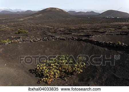 Stock Photography - Typischer Weinanbau in Trockenbaumethode, auf vulkanischer Asche, Lava, Weinstock, Weinanbaugebiet La Geria, Lanzarote, Kanarische Inseln, Spanien, Europa. Fotosearch