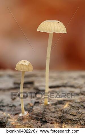 Uberhauteter Helmling, Dehnbarer Helmling (Mycena epipterygia), Nationalpark Hainich, Thuringen, Deutschland, Europa View Large Photo Image Stock Photo - Uberhauteter Helmling, Dehnbarer Helmling (Mycena epipterygia), Nationalpark Hainich, Thuringen, Deutschland, Europa. Fotosearch