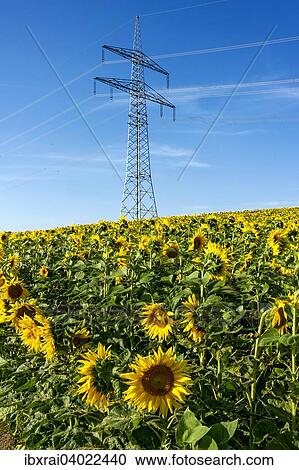 Uberlandleitung durch ein Sonnenblumenfeld, Altomunster, Oberbayern, Bayern, Deutschland, Europa View Large Photo Image Stock Image - Uberlandleitung durch ein Sonnenblumenfeld, Altomunster, Oberbayern, Bayern, Deutschland, Europa. Fotosearch