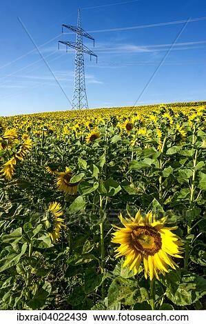 Uberlandleitung durch ein Sonnenblumenfeld, Altomunster, Oberbayern, Bayern, Deutschland, Europa View Large Photo Image Stock Photo - Uberlandleitung durch ein Sonnenblumenfeld, Altomunster, Oberbayern, Bayern, Deutschland, Europa. Fotosearch