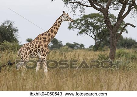 Stock Image - Uganda-Giraffe oder Rothschild-Giraffe (Giraffa camelopardalis rothschildi), Murchison-Falls-Nationalpark, Uganda, Afrika. Fotosearch