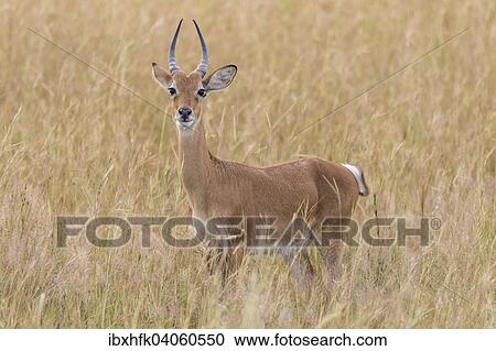 Stock Image - Uganda-Kob (Kobus kob thomasi), Murchison-Falls-Nationalpark, Uganda, Afrika. Fotosearch