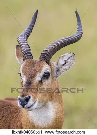 Stock Image - Uganda-Kob (Kobus kob thomasi), Queen-Elizabeth-Nationalpark, Uganda, Afrika. Fotosearch