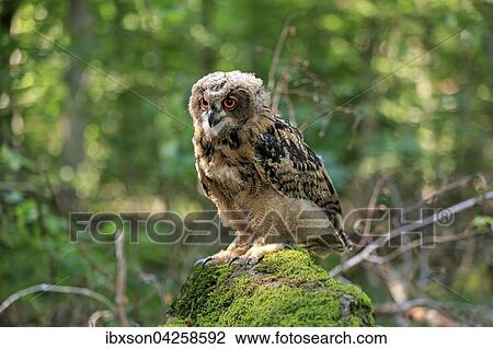 Uhu, (Bubo bubo), adult auf Warte im Wald, Kasselburg, Eifel, Deutschland, Europa View Large Photo Image Stock Image - Uhu, (Bubo bubo), adult auf Warte im Wald, Kasselburg, Eifel, Deutschland, Europa. Fotosearch