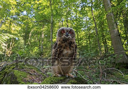 Uhu, (Bubo bubo), adult auf Warte im Wald, Kasselburg, Eifel, Deutschland, Europa View Large Photo Image Stock Image - Uhu, (Bubo bubo), adult auf Warte im Wald, Kasselburg, Eifel, Deutschland, Europa. Fotosearch
