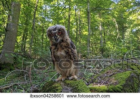 Uhu, (Bubo bubo), adult auf Warte im Wald, Kasselburg, Eifel, Deutschland, Europa View Large Photo Image Stock Image - Uhu, (Bubo bubo), adult auf Warte im Wald, Kasselburg, Eifel, Deutschland, Europa. Fotosearch