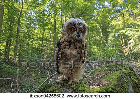 Stock Image - Uhu, (Bubo bubo), adult auf Warte im Wald, Kasselburg, Eifel, Deutschland, Europa. Fotosearch